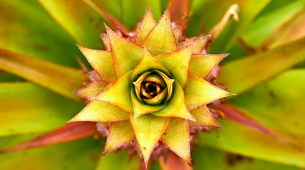 Ananasplantage auf São Miguel (Azoren)