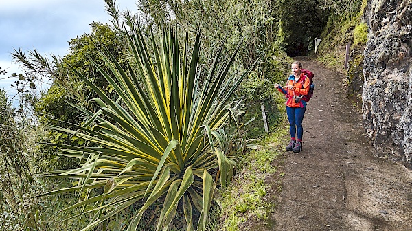 Wanderung zur Rocha da Relva auf São Miguel (Azoren)