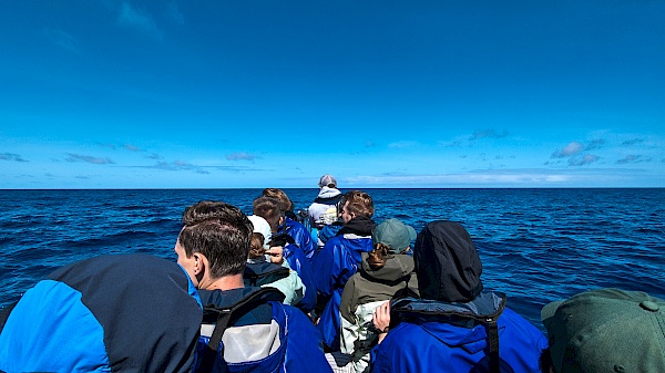 Whalewatchig auf São Miguel (Azoren)