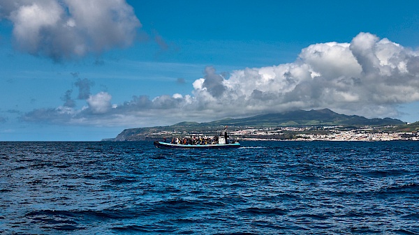 Whalewatchig auf São Miguel (Azoren)
