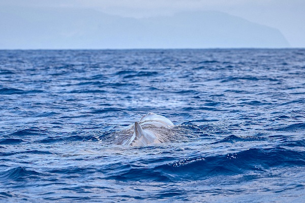 Delfine beim Whalewatchig auf São Miguel (Azoren)