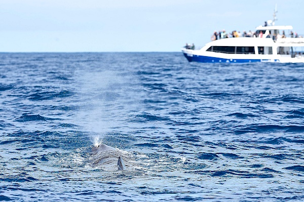 Delfine beim Whalewatchig auf São Miguel (Azoren)