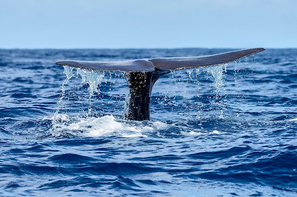 Whalewatchig auf São Miguel (Azoren)