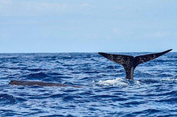 Whalewatchig auf São Miguel (Azoren)