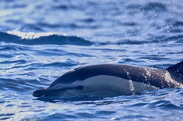 Delfine beim Whalewatchig auf São Miguel (Azoren)