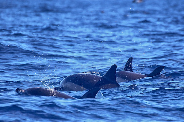 Delfine beim Whalewatchig auf São Miguel (Azoren)
