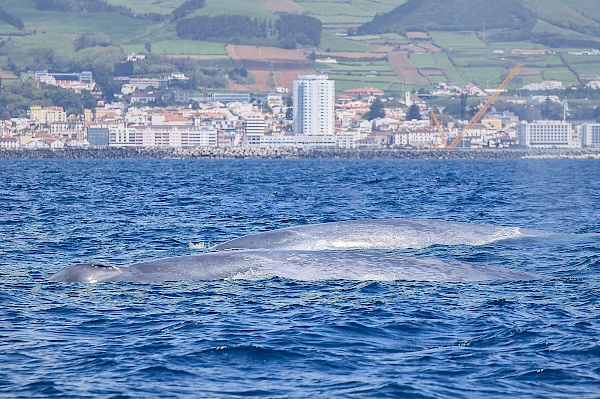 Whalewatchig auf São Miguel (Azoren)