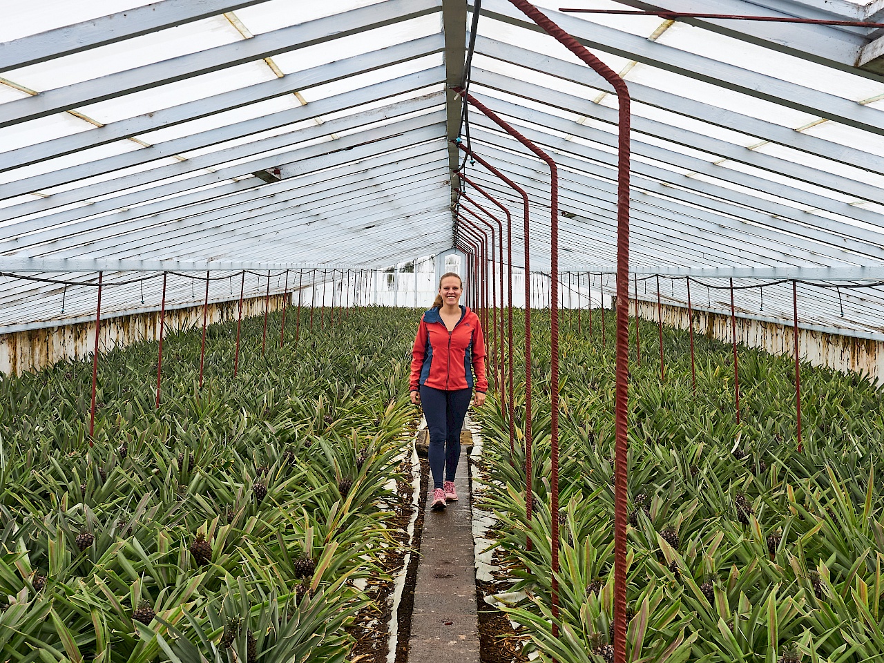 Ananasplantage auf São Miguel (Azoren)